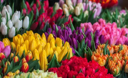 Флорист дала советы по продлению жизни тюльпанам после 8 Марта