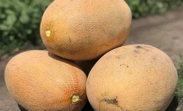 raimond-f1-semena-dyni-tip-ananas-hazera.jpg