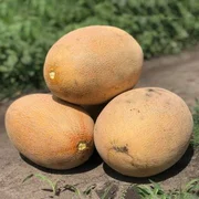 raimond-f1-semena-dyni-tip-ananas-hazera.jpg