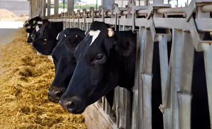 За год число искусственно осемененных коров выросло на 9% - Минсельхоз
