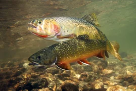 trouts-in-the-water-photo.jpg