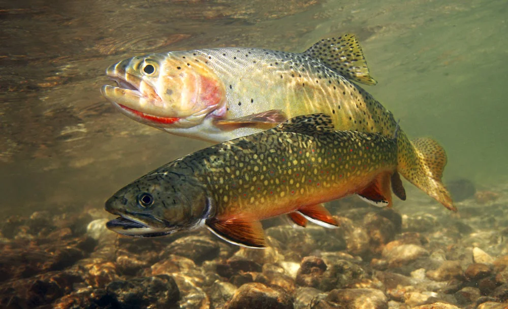 trouts-in-the-water-photo.jpg
